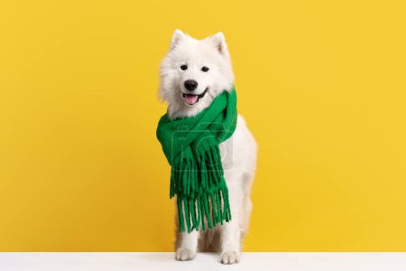 Téléchargez les photos : Magnifique chien Samoyed, pur et souriant, en écharpe verte, assis sur fond de studio jaune. Tenue d'hiver. Concept d'animaux, animaux de compagnie mode, style, plaisir et humour, vétérinaire. Espace de copie pour la publicité - en image libre de droit