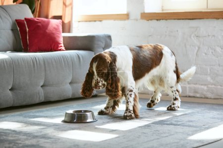 Photo for Beautiful, purebred dog, english springer spaniel drinking water in living room. Sunny day at home. Concept of domestic animal, pet, care, friend, coziness, vet, ad - Royalty Free Image