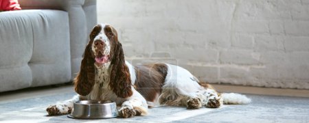 Photo for Adorable, purebred dog, english springer spaniel with white brown fur, lying on floor at home and drinking water. Concept of domestic animal, pet, care, friend, coziness, vet, ad - Royalty Free Image