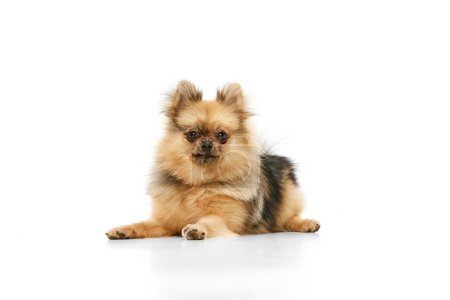 Foto de Lindo, de raza pura Pomeranian Spitz perro calmadamente tumbado en el suelo sobre fondo blanco del estudio. Adorable mascota. Concepto de animales domésticos, cuidado, amor de mascotas, veterinario. Copiar espacio para anuncio - Imagen libre de derechos
