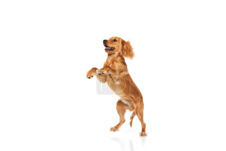 Photo for Cute, adorable, purebred dog, English cocker spaniel standing on hind legs and playing isolated on white background. Concept of domestic animals, pet care, vet, action and motion. Copy space for ad - Royalty Free Image