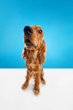 Photo for Beautiful, funny, purebred dog, English cocker spaniel calmly sitting over blue white background. Concept of domestic animals, pet care, vet, action and motion, love, friend. Copy space for ad - Royalty Free Image