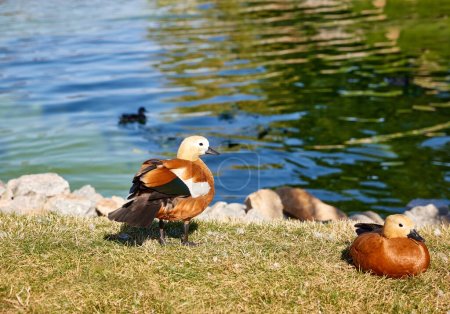 Téléchargez les photos : Beaux canards rouges assis sur de l'herbe verte près de la rivière, prêts à nager par une chaude journée d'été. Parc, zoo, environnement agricole. Concept de parcs, animaux et oiseaux, soins, nature. - en image libre de droit