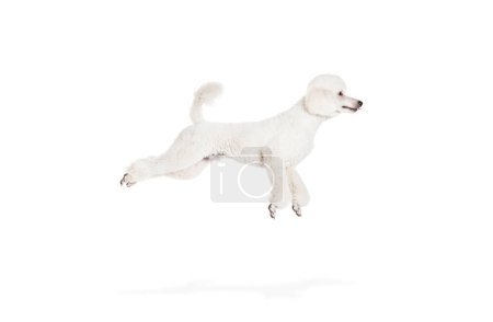 Foto de Perro activo, perro de raza pura, Royal Poodle en movimiento, saltando aislado sobre fondo blanco del estudio. Concepto de animales domésticos, belleza, amigo de mascotas, aseo, cuidado del veterinario. Copiar espacio para anuncio - Imagen libre de derechos