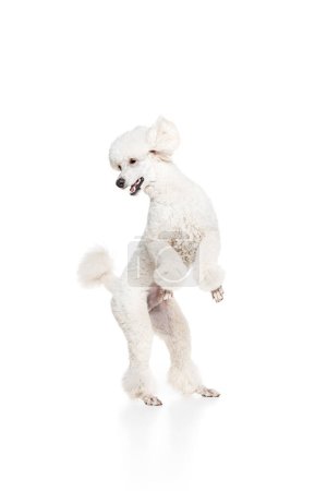 Photo for Cheerful, happy dog, purebred white royal poodle standing on hind legs isolated on white studio background. Concept of domestic animals, beauty, pet friend, grooming, vet care. Copy space for ad - Royalty Free Image