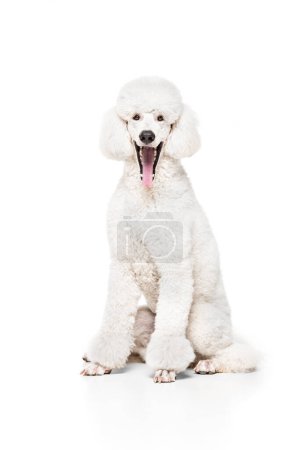 Téléchargez les photos : Caniche blanc royal, chien de race pure assis avec la langue qui sort, souriant isolé sur fond de studio blanc. Concept d'animaux domestiques, beauté, ami animal de compagnie, toilettage, soins vétérinaires. Espace de copie pour la publicité - en image libre de droit