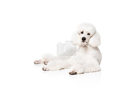 Photo for Adorable purebred dog, royal poodle calmly lying on floor isolated on white studio background. Concept of domestic animals, beauty, pet friend, grooming, vet care. Copy space for ad - Royalty Free Image