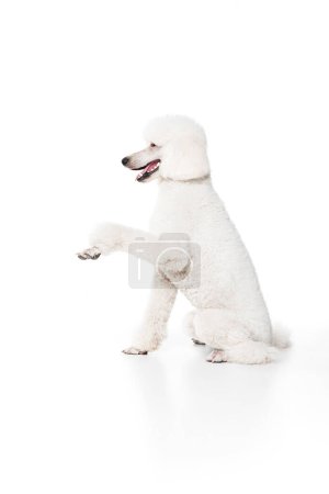 Photo for Giving paw. Purebred dog, white riyal poodle sitting and training commands isolated on white studio background. Concept of domestic animals, beauty, pet friend, grooming, vet care. Copy space for ad - Royalty Free Image