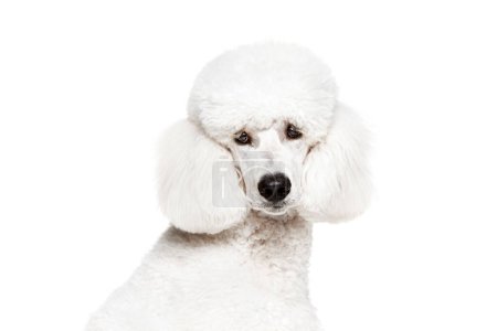 Photo for Close-up of dogs muzzle, purebred dog, white poodle looking at camera isolated on white studio background. Concept of domestic animals, beauty, pet friend, grooming, vet care. Copy space for ad - Royalty Free Image
