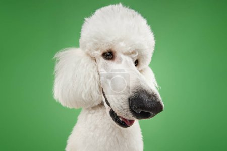 Photo for Fish eye. Funny muzzle of purebred dog, white poodle isolated on green studio background. Concept of domestic animals, beauty, pet friend, grooming, vet care. Copy space for ad - Royalty Free Image