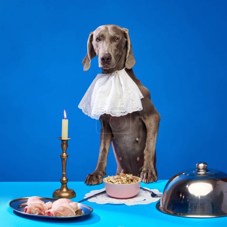 Foto de Perro de raza pura, Weimaraner parado en la mesa, comiendo comida para perros y patas de pollo sobre fondo azul. Concepto de animales domésticos, cuidado de mascotas, nutrición, veterinario, belleza, aseo. Copiar espacio para anuncio - Imagen libre de derechos
