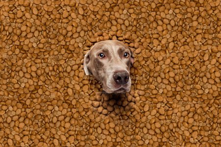 Photo for Cute muzzle of purebred dog, Weimaraner peeking out dogs food. Health pet nutrition, high quality food. Concept of domestic animals, pet care, nutrition, vet, beauty, grooming. Copy space for ad - Royalty Free Image