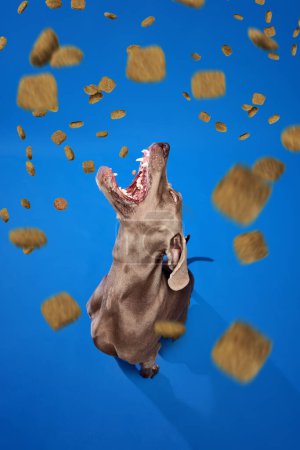 Foto de Hermoso perro de raza pura, Weimaraner sentado sobre fondo azul con comida para perros cayendo, comiendo. Concepto de animales domésticos, cuidado de mascotas, nutrición, veterinario, belleza, aseo. Copiar espacio para anuncio - Imagen libre de derechos