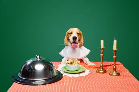 Foto de Hermoso perro de raza pura, Beagle sentado en la mesa, comiendo comida para perros. Cena con velas sobre fondo verde. Concepto de animales domésticos, cuidado de mascotas, nutrición, veterinario, belleza. Copiar espacio para anuncio - Imagen libre de derechos