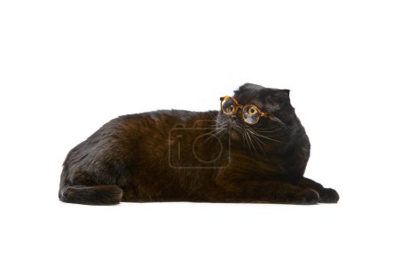 Téléchargez les photos : Adorable chat noir, pliage écossais pur portant des lunettes et couché calmement sur le sol isolé sur fond de studio blanc. Concept d'animaux domestiques, animaux domestiques, soins, vétérinaire, beauté. Espace de copie pour la publicité - en image libre de droit