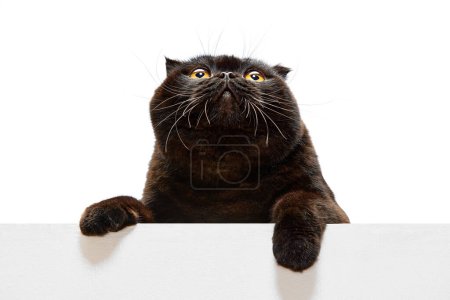 Téléchargez les photos : Adorable chat noir, pur écossais pliant portant des lunettes et regardant avec intérêt isolé sur fond de studio blanc. Concept d'animaux domestiques, animaux domestiques, soins, vétérinaire, beauté. Espace de copie pour la publicité - en image libre de droit