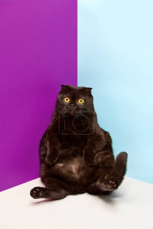 Téléchargez les photos : Adorable chat de race pure, pli écossais noir assis calmement et regardant isolé sur fond multicolore. Concept d'animaux domestiques, animaux domestiques, soins, vétérinaire, beauté. Espace de copie pour la publicité - en image libre de droit