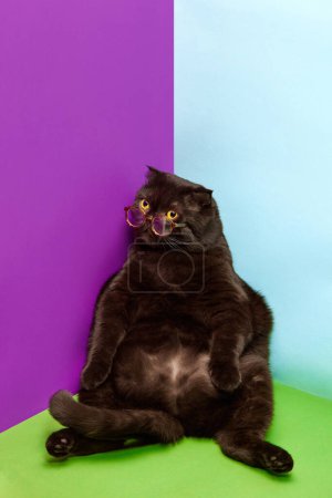 Foto de Adorable gato de raza pura, pliegue escocés negro en gafas tranquilamente sentado aislado sobre fondo multicolor. Concepto de animales domésticos, mascotas, cuidado, veterinario, belleza. Copiar espacio para anuncio - Imagen libre de derechos