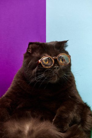 Téléchargez les photos : Adorable, intelligent, chat pur, noir écossais plier dans des lunettes tranquillement assis isolé sur fond multicolore. Concept d'animaux domestiques, animaux domestiques, soins, vétérinaire, beauté. Espace de copie pour la publicité - en image libre de droit