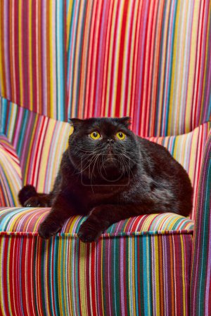 Photo for Beautiful, purebred, black cat, Scottish fold calmly lying on vintage armchair. Big yellow eyes looking with interest. Concept of domestic animals, pets, care, vet, beauty. Copy space for ad - Royalty Free Image