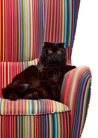 Téléchargez les photos : Beau, pur, chat noir, pli écossais reposant calmement sur un fauteuil vintage isolé sur fond de studio blanc. Concept d'animaux domestiques, animaux domestiques, soins, vétérinaire, beauté. Espace de copie pour la publicité - en image libre de droit