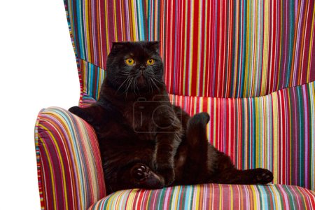 Téléchargez les photos : Beau, pur, chat noir, pli écossais assis calmement sur un fauteuil vintage isolé sur fond de studio blanc. Concept d'animaux domestiques, animaux domestiques, soins, vétérinaire, beauté. Espace de copie pour la publicité - en image libre de droit