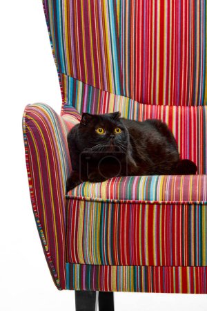 Téléchargez les photos : Adorable, pur, chat noir, pli écossais reposant calmement sur un fauteuil vintage isolé sur fond de studio blanc. Concept d'animaux domestiques, animaux domestiques, soins, vétérinaire, beauté. Espace de copie pour la publicité - en image libre de droit
