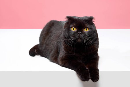 Foto de Inteligente, calmada mascota. Hermoso gato de raza pura, pliegue escocés negro acostado aislado sobre fondo de estudio rosa. Concepto de animales domésticos, mascotas, cuidado, veterinario, belleza. Copiar espacio para anuncio - Imagen libre de derechos