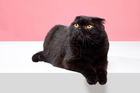 Photo for Smart, calm pet. Beautiful purebred cat, black Scottish fold lying isolated over pink studio background. Concept of domestic animals, pets, care, vet, beauty. Copy space for ad - Royalty Free Image