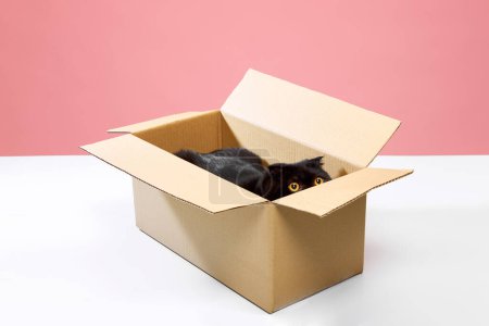Photo for Beautiful, purebred, black cat, Scottish fold with big yellow eyes sitting in carton box isolated over pink studio background. Concept of domestic animals, pets, care, vet, beauty. Copy space for ad - Royalty Free Image