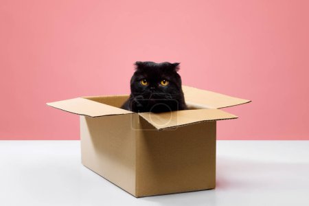Téléchargez les photos : Adorable chat noir pur-sang, pliant écossais assis dans une boîte en carton et regardant avec de grands yeux jaunes isolés sur fond de studio rose. Concept d'animaux domestiques, animaux domestiques, soins, vétérinaire. Espace de copie pour la publicité - en image libre de droit