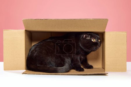 Téléchargez les photos : Magnifique chat noir de race pure, pliant écossais assis, jouant dans une boîte en carton isolée sur fond de studio rose. Concept d'animaux domestiques, animaux domestiques, soins, vétérinaire, beauté. Espace de copie pour la publicité - en image libre de droit