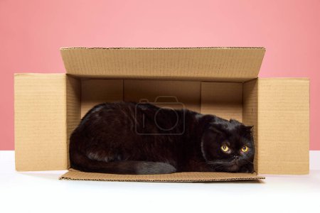 Téléchargez les photos : Magnifique chat noir de race pure, pliant écossais assis, jouant dans une boîte en carton isolée sur fond de studio rose. Concept d'animaux domestiques, animaux domestiques, soins, vétérinaire, beauté. Espace de copie pour la publicité - en image libre de droit