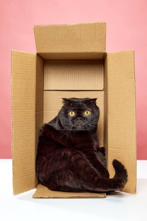 Téléchargez les photos : Magnifique chat noir de race pure, pli écossais avec de grands yeux jaunes assis dans une boîte en carton isolée sur fond de studio rose. Concept d'animaux domestiques, animaux domestiques, soins, vétérinaire, beauté. Espace de copie pour la publicité - en image libre de droit