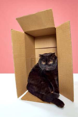 Téléchargez les photos : Une muselière sérieuse. Beau, pur, chat noir, pliage écossais assis dans une boîte en carton isolé sur fond de studio rose. Concept d'animaux domestiques, animaux domestiques, soins, vétérinaire, beauté. Espace de copie pour la publicité - en image libre de droit