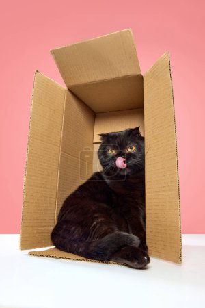 Téléchargez les photos : Léchage de langue. Beau, pur, chat noir, pliage écossais assis dans une boîte en carton isolé sur fond de studio rose. Concept d'animaux domestiques, animaux domestiques, soins, vétérinaire, beauté. Espace de copie pour la publicité - en image libre de droit