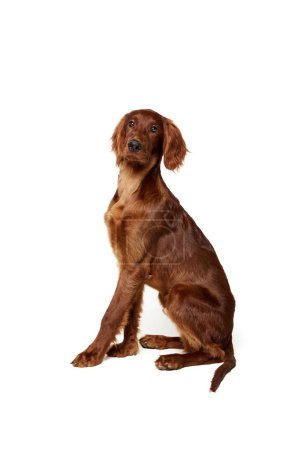 Photo for Adorable, smart, purebred dog, Irish red setter calmly sitting isolated on white background. Concept of domestic animal, dogs, breed, beauty, vet, pet. Copy space for ad - Royalty Free Image