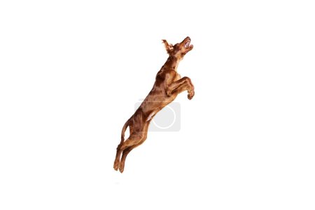 Photo for Purebred, active, brown dog, Irish red setter in motion, jumping, playing, training isolated on white background. Concept of domestic animal, dogs, breed, beauty, vet, pet. Copy space for ad - Royalty Free Image