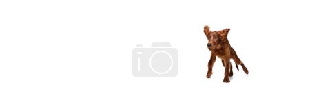 Foto de Perro activo, adorable, de raza pura, rojo irlandés en movimiento, corriendo aislado sobre fondo blanco. Concepto de animal doméstico, perros, raza, belleza, veterinario, mascota. Copia espacio para el anuncio. Banner - Imagen libre de derechos