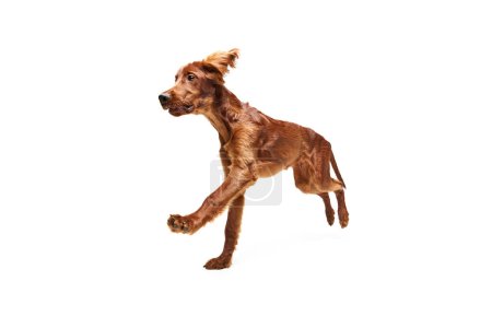 Foto de Adorable, perro activo de raza pura, setter rojo irlandés en movimiento, corriendo aislado sobre fondo blanco. Concepto de animal doméstico, perros, raza, belleza, veterinario, mascota. Copiar espacio para anuncio - Imagen libre de derechos