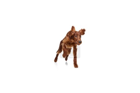 Foto de Adorable, perro activo de raza pura, setter rojo irlandés en movimiento, corriendo aislado sobre fondo blanco. Concepto de animal doméstico, perros, raza, belleza, veterinario, mascota. Copiar espacio para anuncio - Imagen libre de derechos
