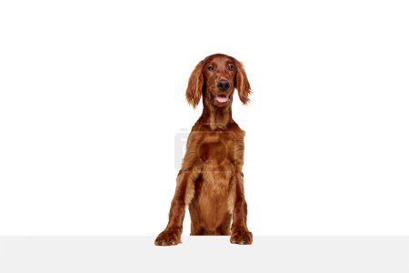 Foto de Hermoso, feliz, sonriente perro de raza pura, setter rojo irlandés sentado con la lengua sobresaliendo aislado sobre fondo blanco. Concepto de animal doméstico, perros, raza, belleza, veterinario, mascota. Copiar espacio para anuncio - Imagen libre de derechos