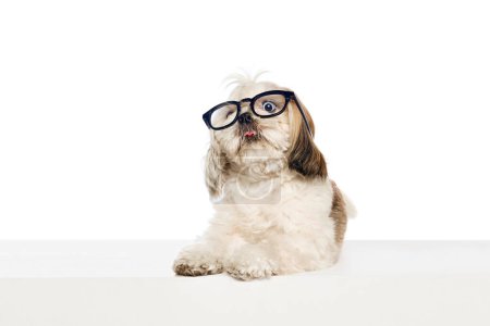 Foto de Un bozal impactado. Lindo, divertido, adorable perro de raza pura, Shih Tzu sentado en gafas aisladas en el fondo del estudio blanco. Concepto de animales domésticos, veterinario, cuidado, amigos de mascotas, acción y movimiento. - Imagen libre de derechos
