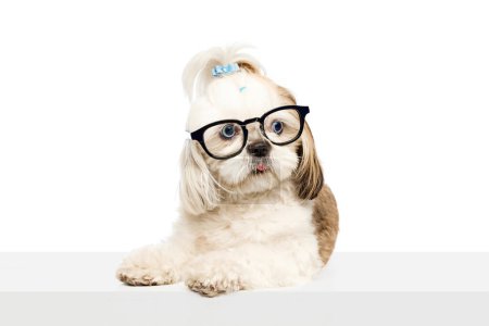 Foto de Adorable perro inteligente de raza pura, perro de raza pura, Shih Tzu sentado en gafas aisladas en el fondo del estudio blanco. Concepto de animales domésticos, veterinario, cuidado, amigos de mascotas, acción y movimiento. - Imagen libre de derechos