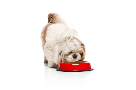 Photo for Fluffy, adorable purebred dog, Shih Tzu eating, drinking water from bowl isolated on white studio background. Concept of domestic animals, vet, care, pet friends, action and motion. - Royalty Free Image