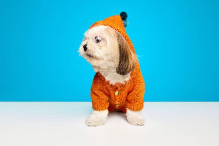 Photo for Funny, adorable purebred dog, Shih Tzu in dogs clothes sitting with wide open eyes and mouth isolated on white blue background. Concept of domestic animals, vet, care, pet friends, action, motion. - Royalty Free Image