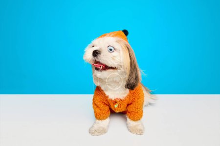Photo for Funny, adorable purebred dog, Shih Tzu in dogs clothes sitting with wide open eyes and mouth isolated on blue background. Concept of domestic animals, vet, care, pet friends, action and motion. - Royalty Free Image