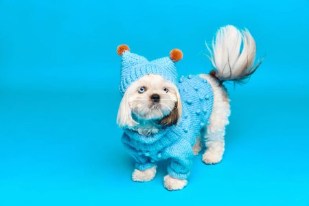 Téléchargez les photos : Adorable chien de race, Shih Tzu en chiens vêtements d'hiver debout isolé sur fond de studio bleu. Je vais me promener. Concept d'animaux domestiques, vétérinaire, soins, amis des animaux de compagnie, action et mouvement. - en image libre de droit