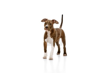 Photo for Adorable, cute, calm dog, puppy of purebred american staffordshire terrier isolated over white studio background. Concept of animal lifestyle, care, pet friend, vet. Negative space to insert text - Royalty Free Image