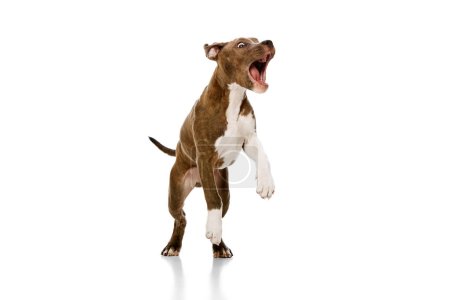 Foto de Juguetón, adorable, lindo cachorro de pura raza americano staffordshire terrier en movimiento, saltando, corriendo aislado sobre fondo de estudio blanco. Concepto de estilo de vida animal, cuidado, amigo de mascotas, veterinario. - Imagen libre de derechos